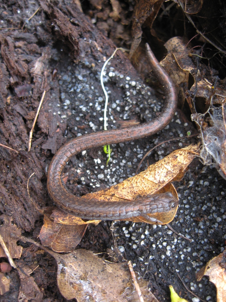 Slender Salamander
